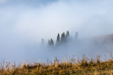 Fog covering the mountain forests