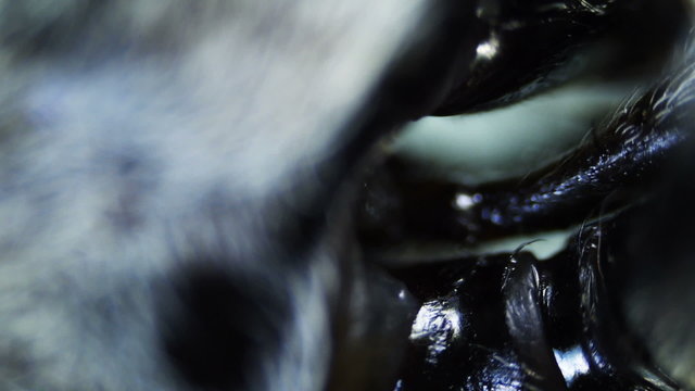 Insect. Sequence. Extreme close-up. Macro