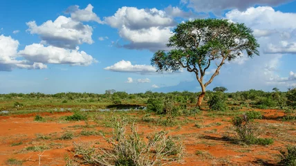 Foto op Aluminium Landschaft in Tsavo, Kenia © alphafotos