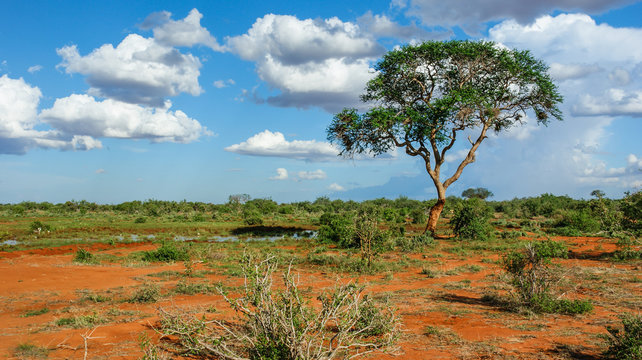 Fototapeta Landschaft in Tsavo, Kenia