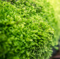 Moss