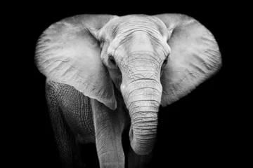 Papier Peint photo Lavable Éléphant Elephant