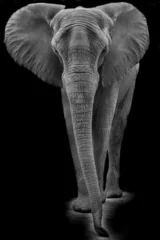 Crédence de cuisine en verre imprimé Éléphant African elephant