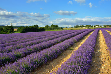 Fototapeta na wymiar Provence countryside