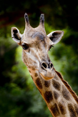 close up giraffe