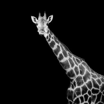 close up giraffe