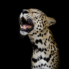 Naklejka premium Leopard portrait