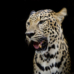 Obraz na płótnie Canvas Leopard portrait