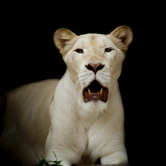 Closeup of white lion