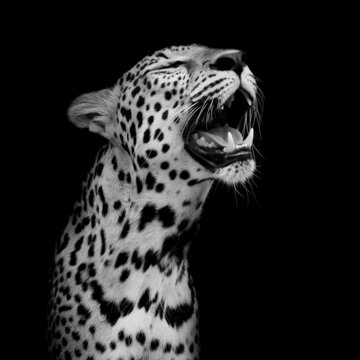 Leopard portrait