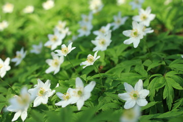 April flowers in the forest