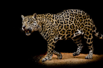 Jaguar portrait