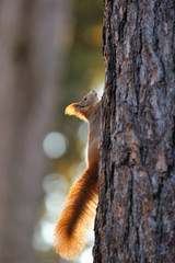 Fototapeta na wymiar Red squirrel on tree