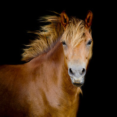 Back shot of a horse