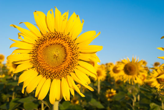 Sunflower © chonlawit