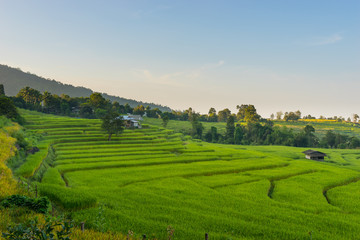 Chiang Mai rice terrace in the morning