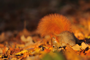 Red squirrel on the fallen leafs