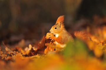 Red squirrel with walnut on the orange leafs
