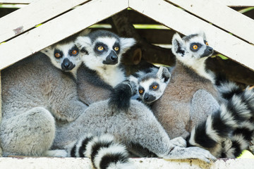 Ring-tailed lemur family (Lemur catta)