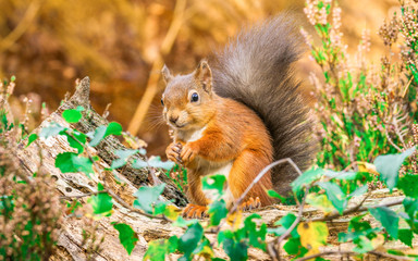 Red Squirrel sitting in forest