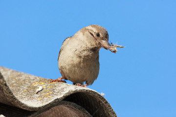 Passer domesticus, House Sparrow.