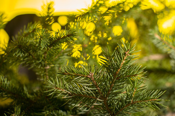 Christmas tree bokeh