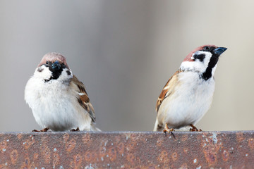 Passer montanus, Tree Sparrow.