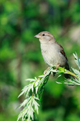 Passer domesticus, House Sparrow.