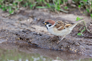 Passer montanus, Tree Sparrow.