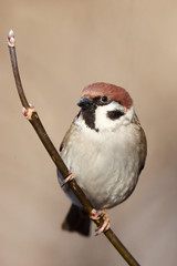 Passer montanus, Tree Sparrow.