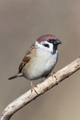 Passer montanus, Tree Sparrow.