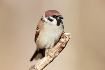 Passer montanus, Tree Sparrow.