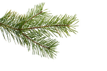 pine branch