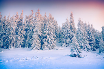 Fototapeta premium Beautiful winter sunrise in the mountain forest.
