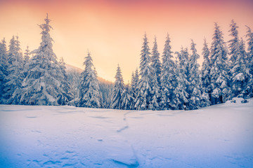 Beautiful winter sunrise in the mountain forest.