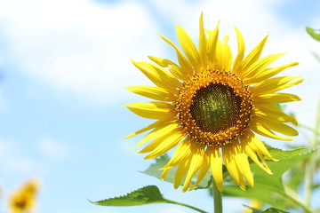 Obraz premium sunflower