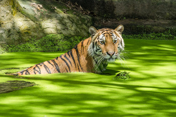 Fototapeta na wymiar Siberian tiger or Amur tiger (Panthera tigris altaica) swim in M
