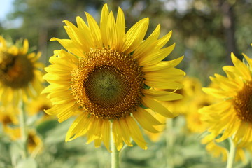 sunflower