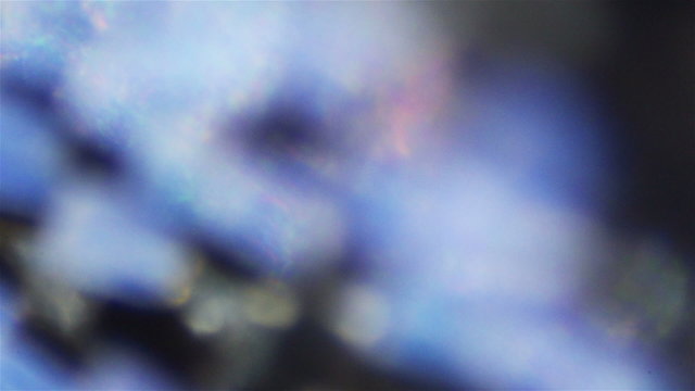 Butterfly wings. Sequence. Macro