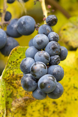 ripe grapes