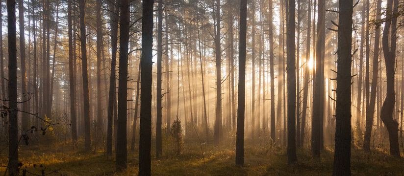 Fototapeta Sunrise in forest
