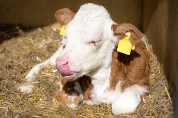 Newborn Calf lying in the straw