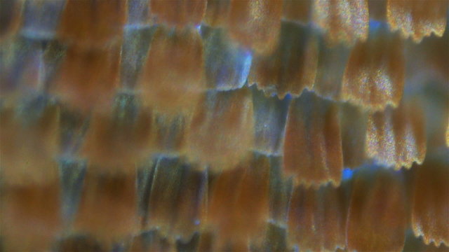 Butterfly wings. Sequence. Macro