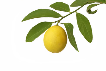Little lemon on a branch isolated on white
