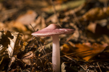 red mushroom in backlit in autumn