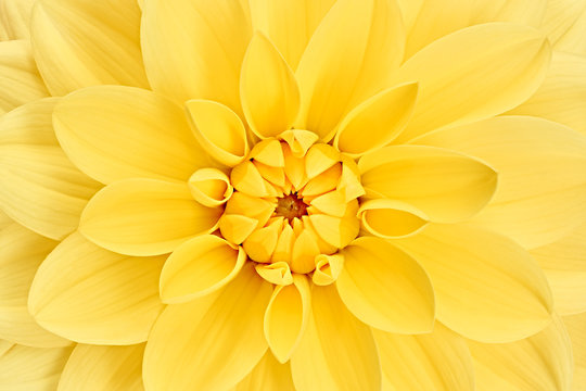 Fototapeta Dahlia, yellow colored flower head.  Studio shooting. Background