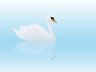 White swan