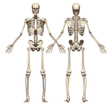 A human skeleton. Front and back view