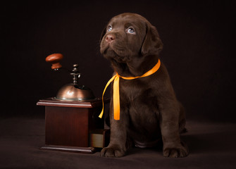 Chocolate labrador puppy sitting on brown background near wooden