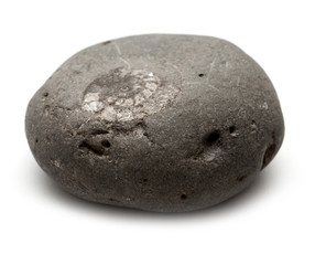 grey pebble with embedded ammonite